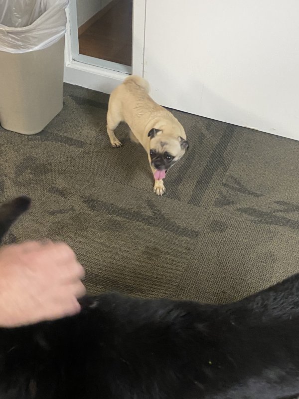 Safe Pug in Phoenix, AZ