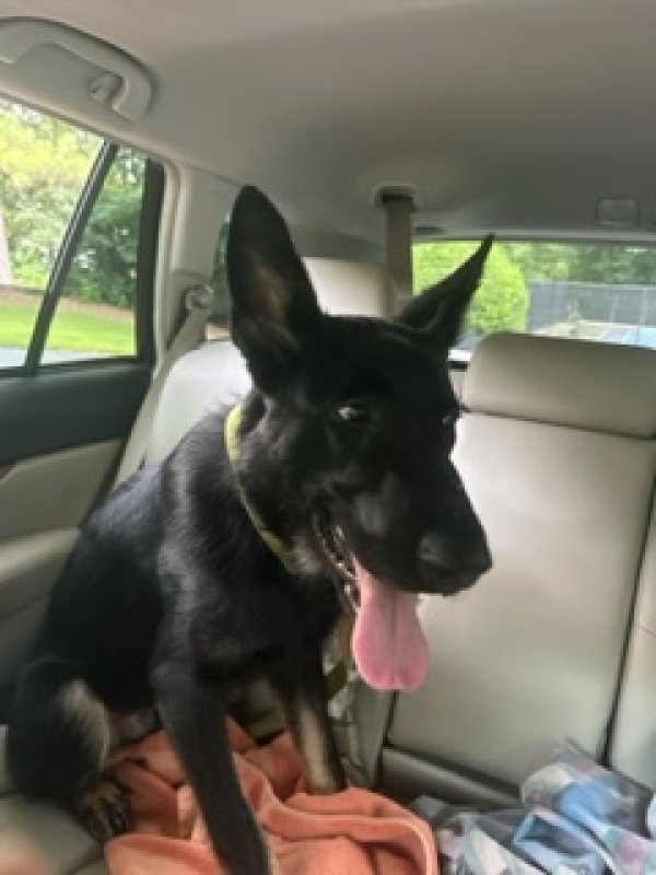Safe German Shepherd Dog in Kennesaw, GA