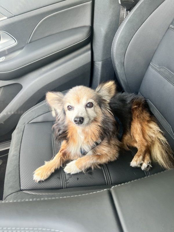 Found Chihuahua in Brandon, FL