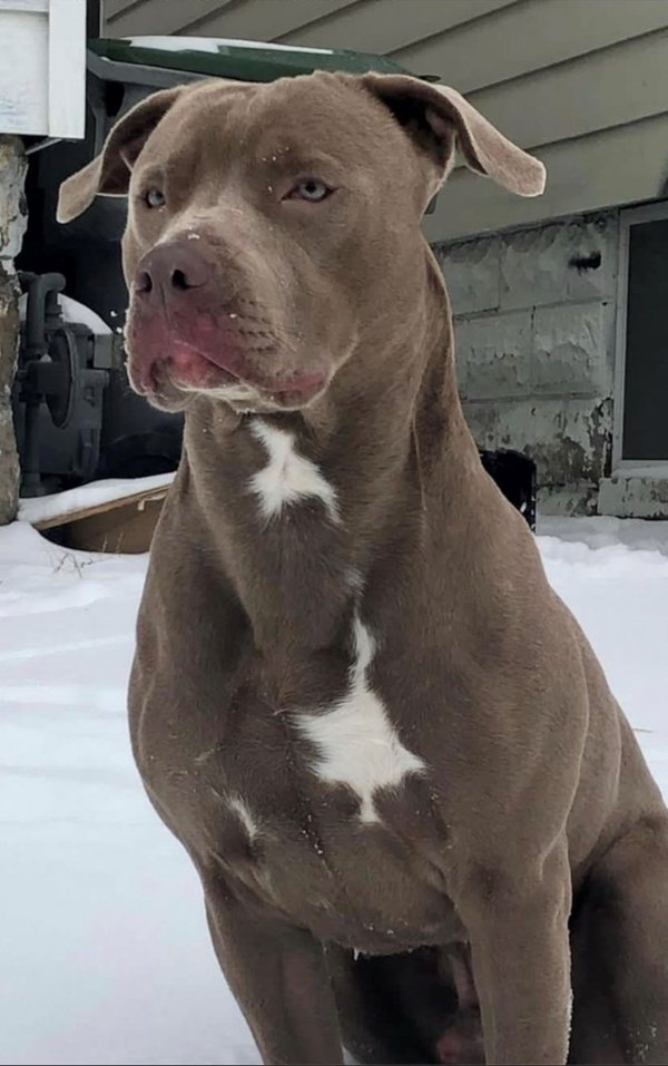 Safe Pit Bull in Milwaukee, WI