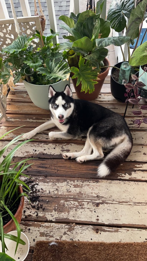 Safe Siberian Husky in Wichita, KS