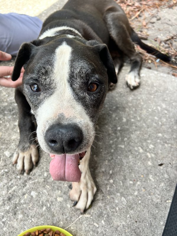 Safe American Bulldog in Jacksonville, FL