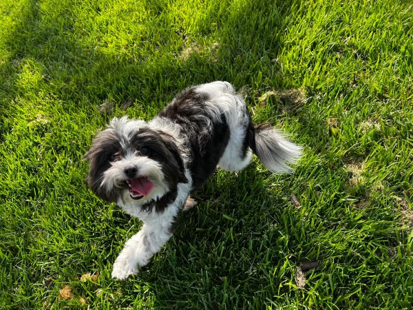 Safe Maltese in Antioch, CA