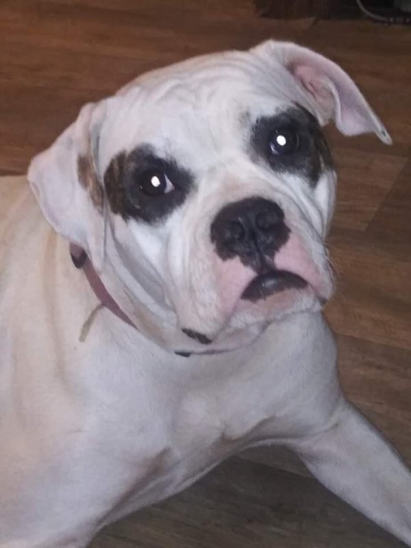 Safe American Bulldog in Holt, FL