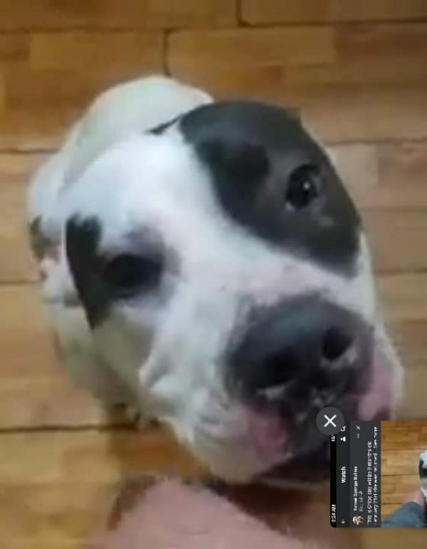 Safe American Bulldog in Holt, FL