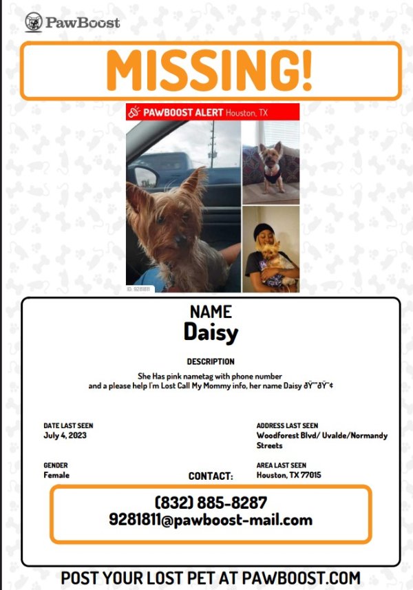 Safe Yorkshire Terrier in Houston, TX