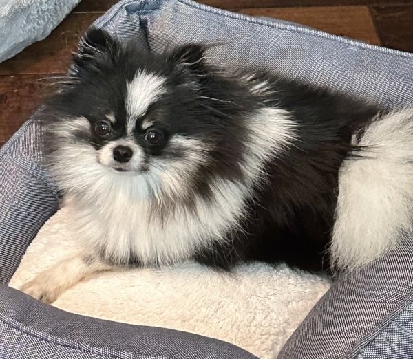 Lost Pomeranian in California