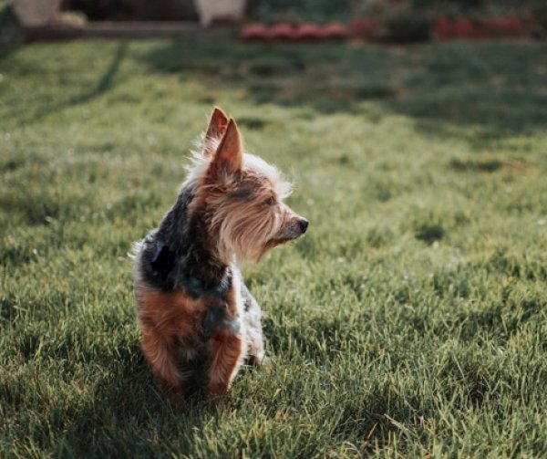 Lost Yorkshire Terrier in Fort Washington, MD