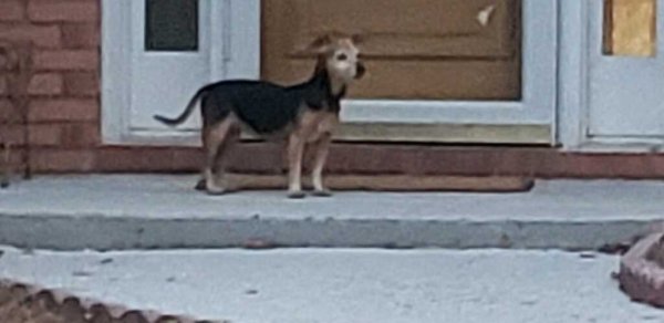 Safe Chihuahua in Atlanta, GA