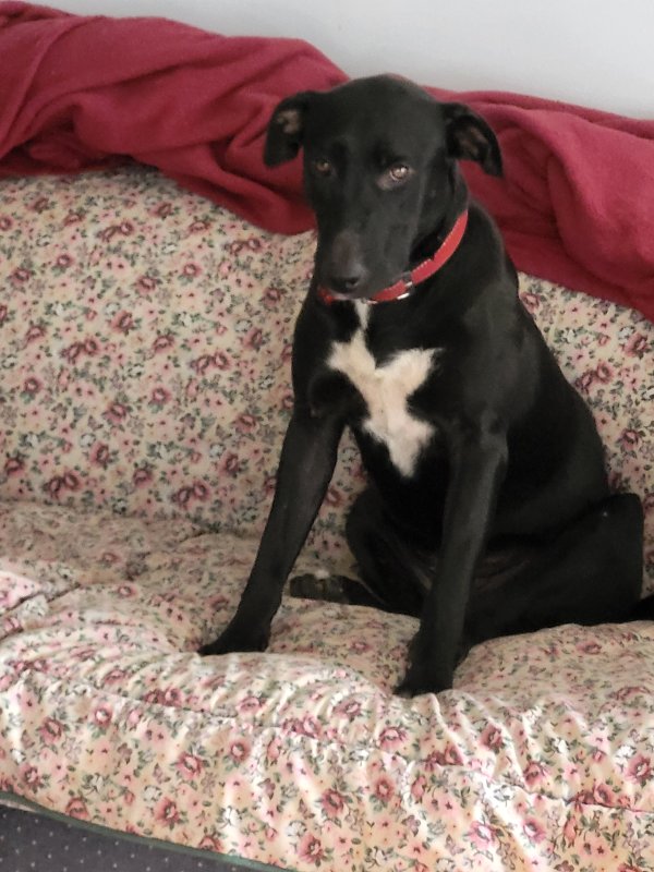 Safe Mutt in Cartersville, GA