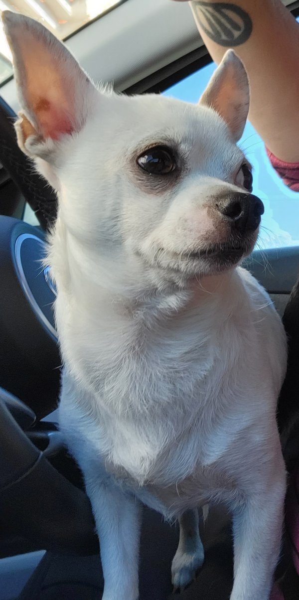 Safe Chihuahua in Houston, TX
