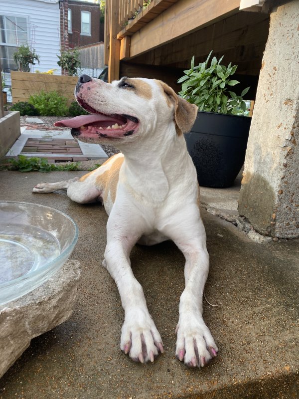 Safe Pit Bull in Saint Louis, MO