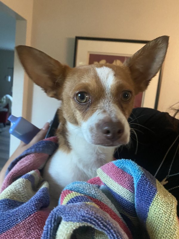 Found Chihuahua in Sacramento, California
