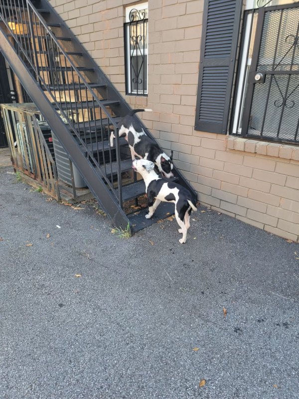Safe Pit Bull in Atlanta, GA