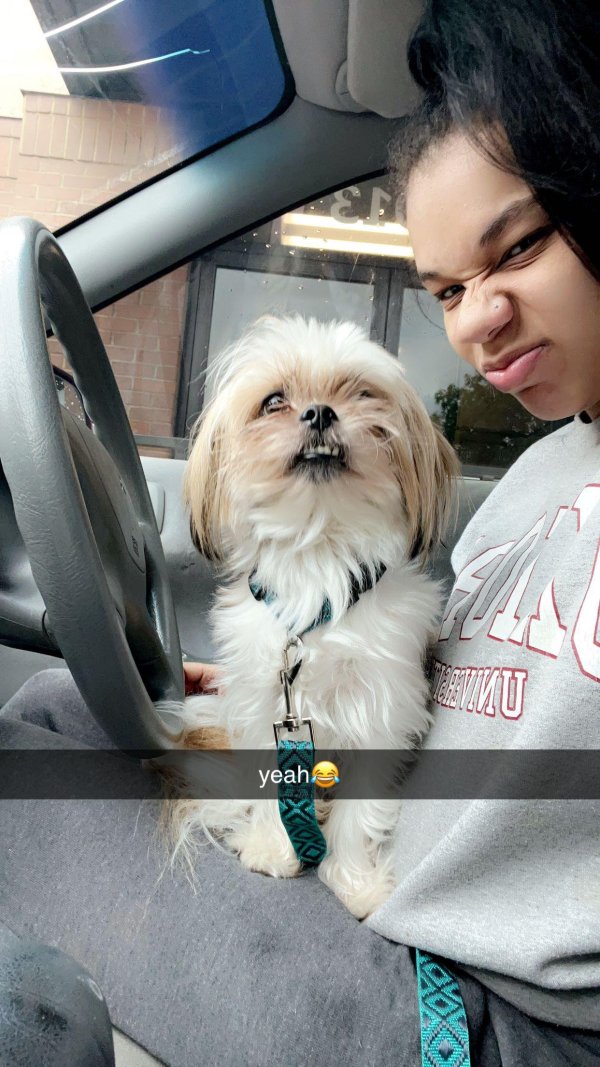 Lost Shih Tzu in Texas