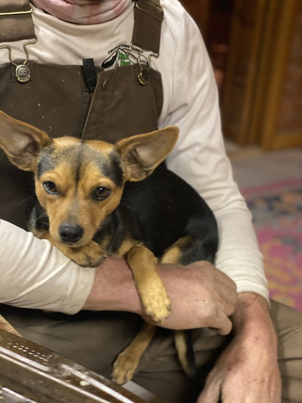 Safe Miniature Pinscher in Bisbee, AZ