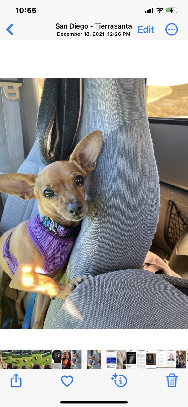 Lost Chihuahua in San Diego, CA