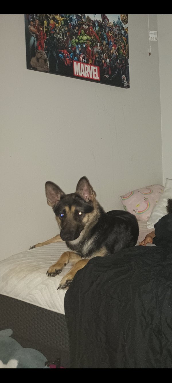 Safe German Shepherd Dog in Springtown, TX