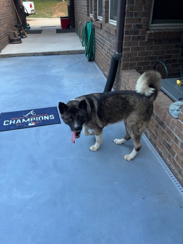 Safe Siberian Husky in Marietta, GA