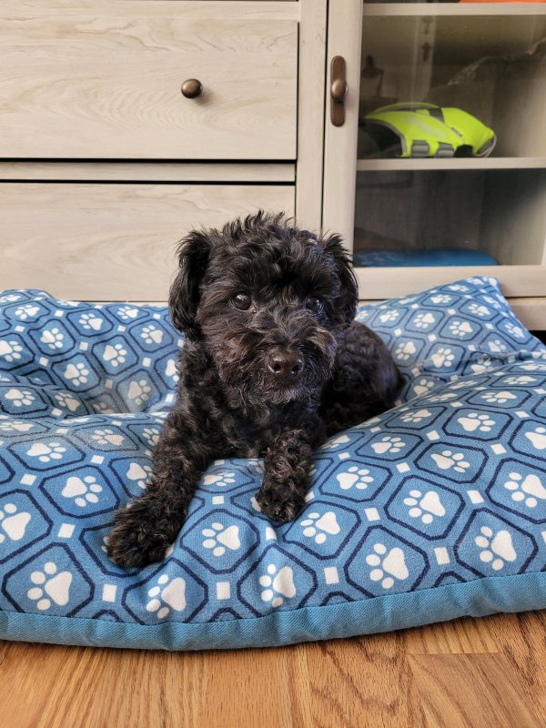 Safe Maltese in Kerrville, TX