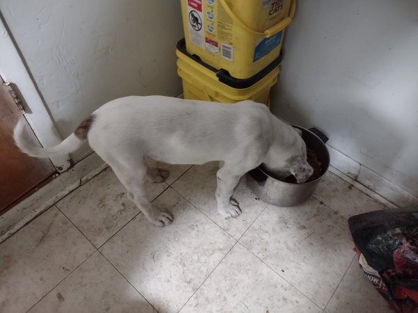 Safe American Staffordshire Terrier in San Antonio, TX