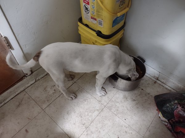 Lost American Staffordshire Terrier in Texas