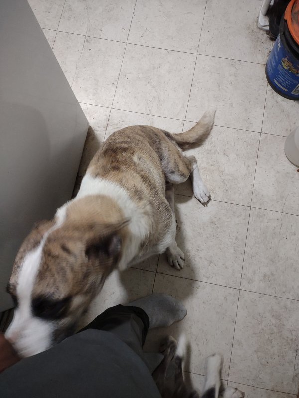 Safe American Staffordshire Terrier in San Antonio, TX