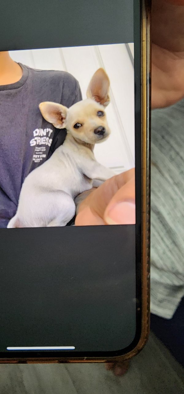 Safe Chihuahua in Apple Valley, CA
