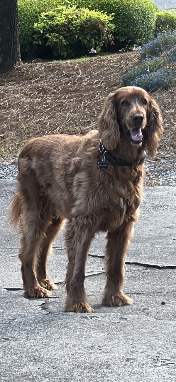 Lost Irish Setter in Georgia