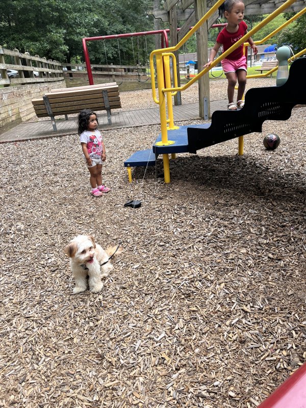 Safe Maltese in Raleigh, NC