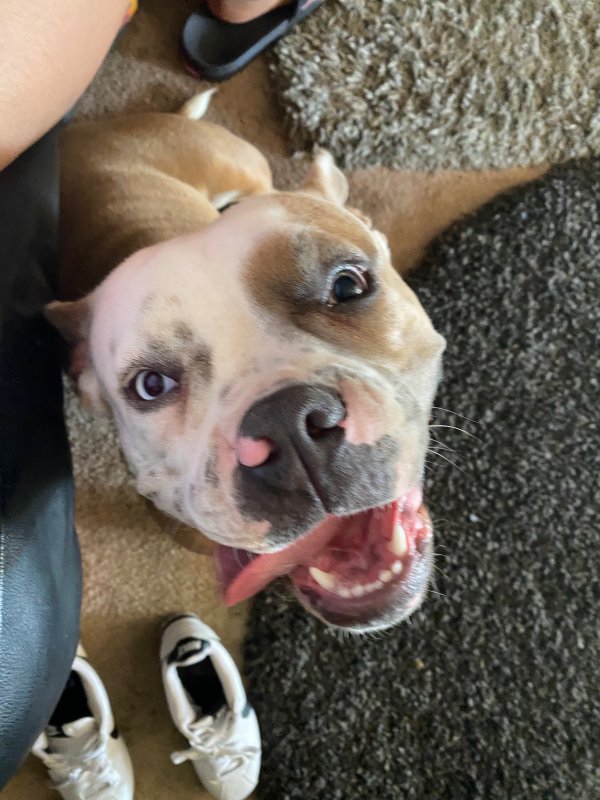 Safe Pit Bull in San Diego, CA