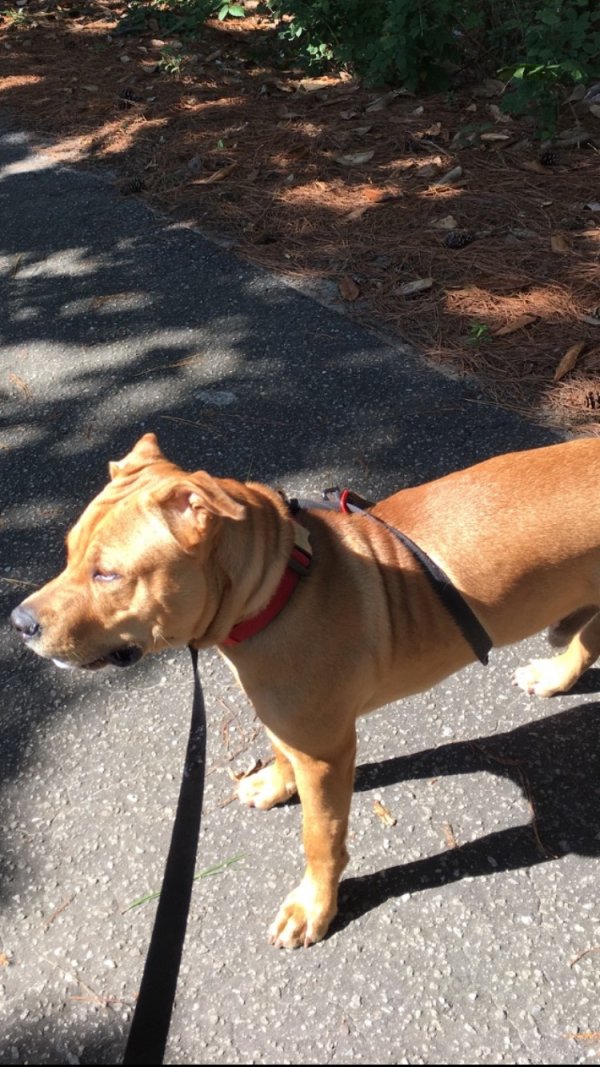 Safe Mutt in Charlotte, NC