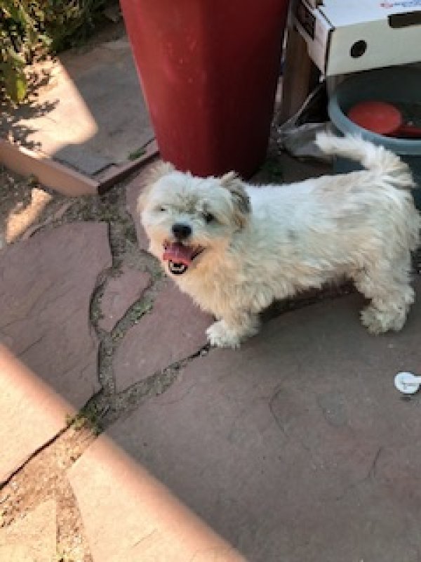 Safe Lhasa Apso in Denver, CO