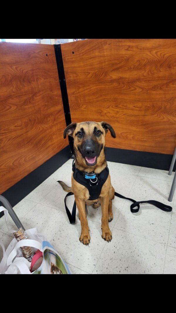 Safe Mutt in Houston, TX