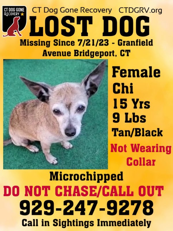Lost Chihuahua in Connecticut