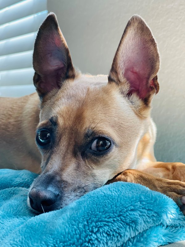 Lost Chihuahua in Nevada