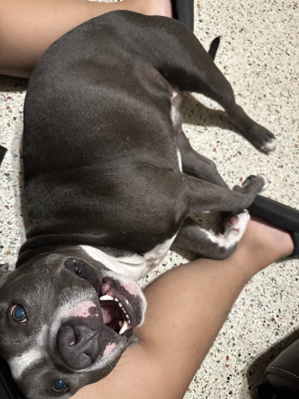Lost American Bulldog 