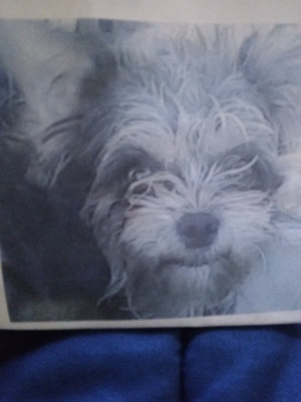 Lost Rat Terrier in California
