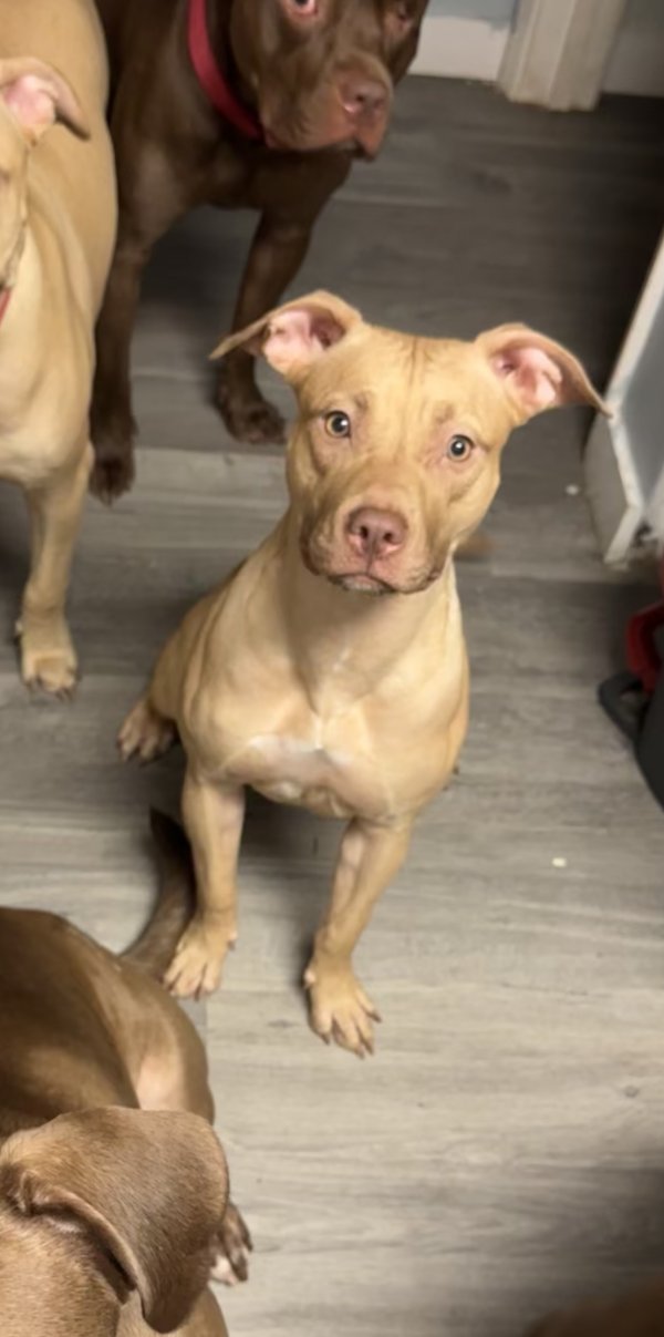 Safe Pit Bull in Raleigh, NC