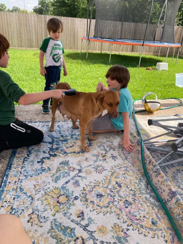 Safe Mutt in Houston, TX