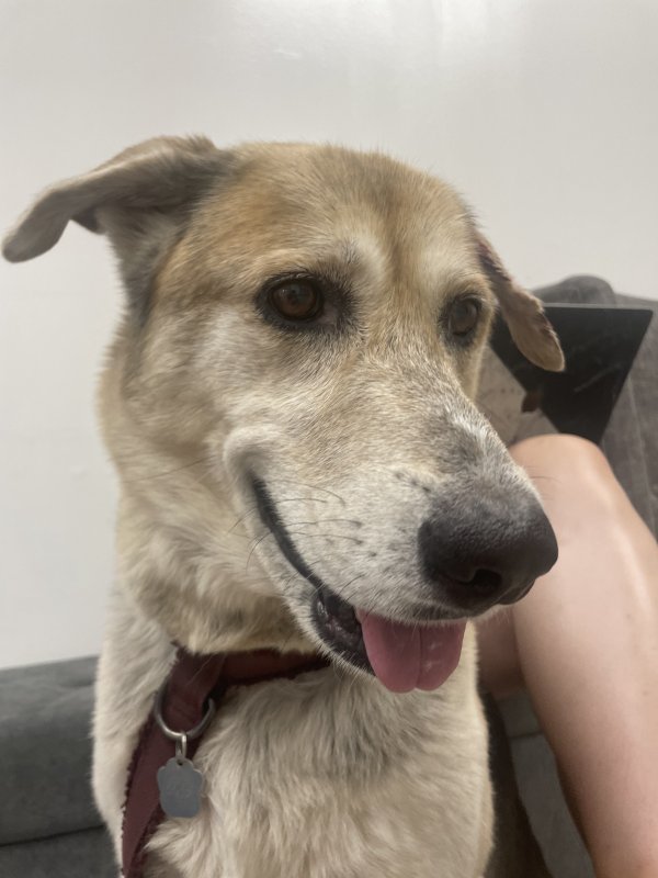 Safe Mutt in Long Beach, CA