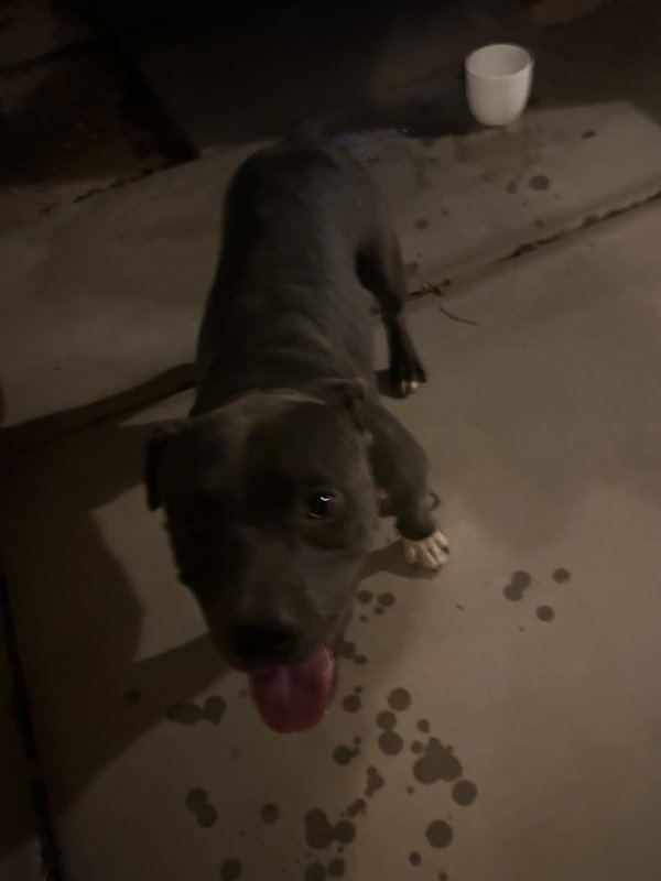 Safe Pit Bull in Phoenix, AZ