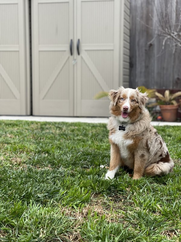 Safe Australian Shepherd in Atascadero, CA