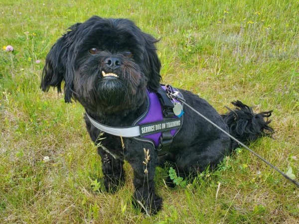 Safe Shih Tzu in Ridgeway, SC