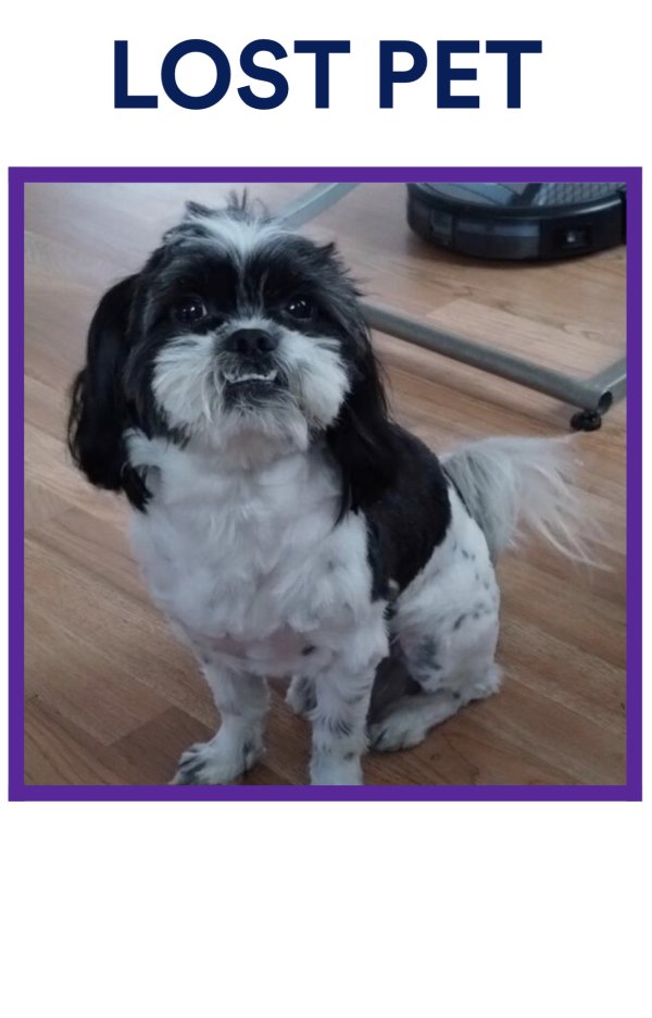 Safe Shih Tzu in Sun Valley, CA