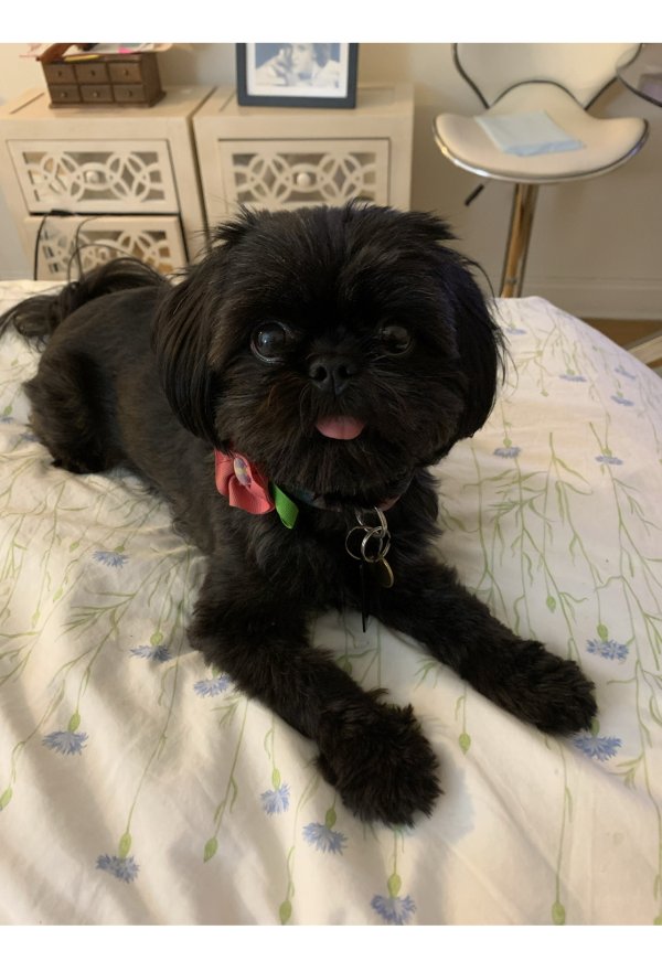 Safe Shih Tzu in Londonderry, VT