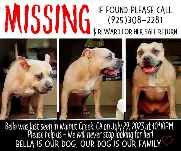 Safe American Staffordshire Terrier in Walnut Creek, CA