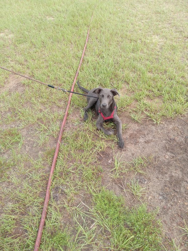 Safe Labrador Retriever in Vidalia, GA