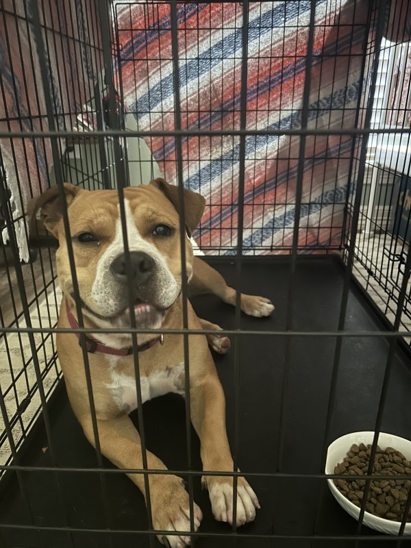 Safe American Bulldog in Houston, TX