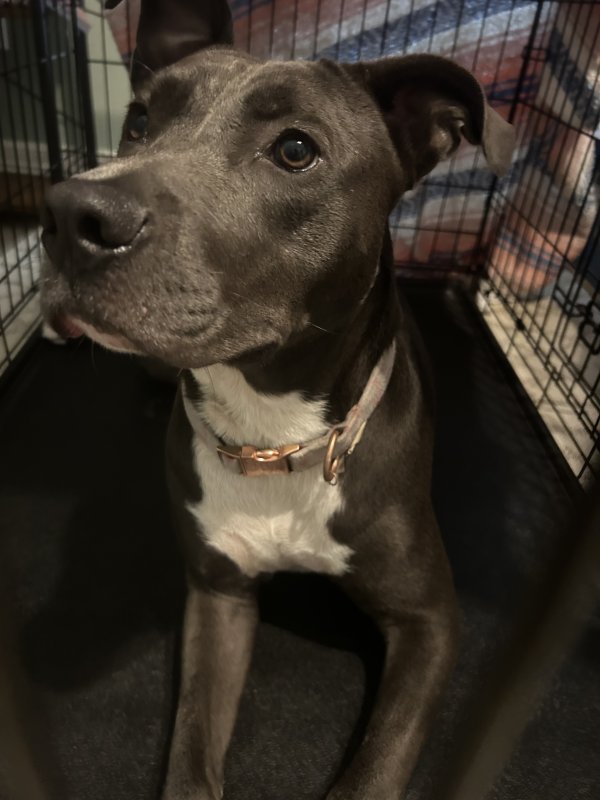Safe Pit Bull in Houston, TX